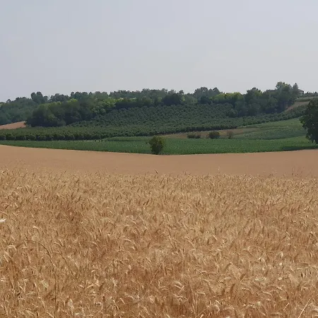 Casale Del Pino Vignale